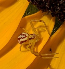 Mecaphesa schlingeri