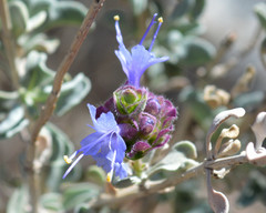Salvia dorrii