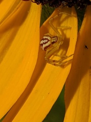 Mecaphesa schlingeri