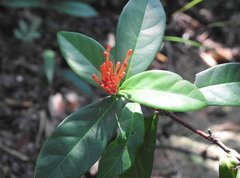 Ixora chinensis