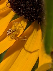 Mecaphesa schlingeri