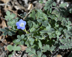 Nemophila menziesii menziesii