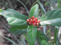 Ixora chinensis