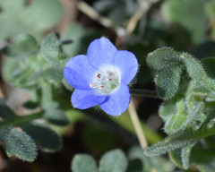 Nemophila menziesii menziesii