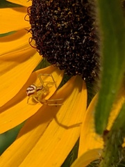 Mecaphesa schlingeri