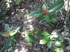 Ixora chinensis