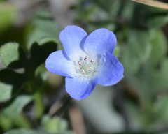 Nemophila menziesii menziesii