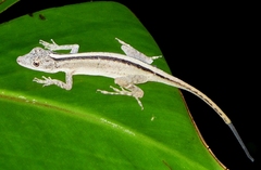 Anolis lemurinus