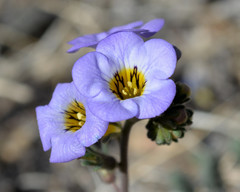 Phacelia fremontii