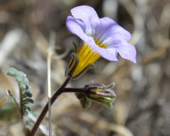Phacelia fremontii