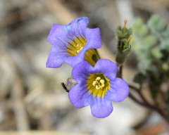 Phacelia fremontii