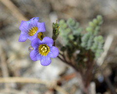 Phacelia fremontii