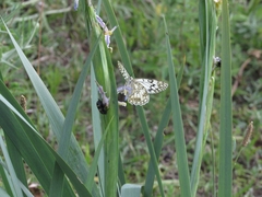 Melanargia parce