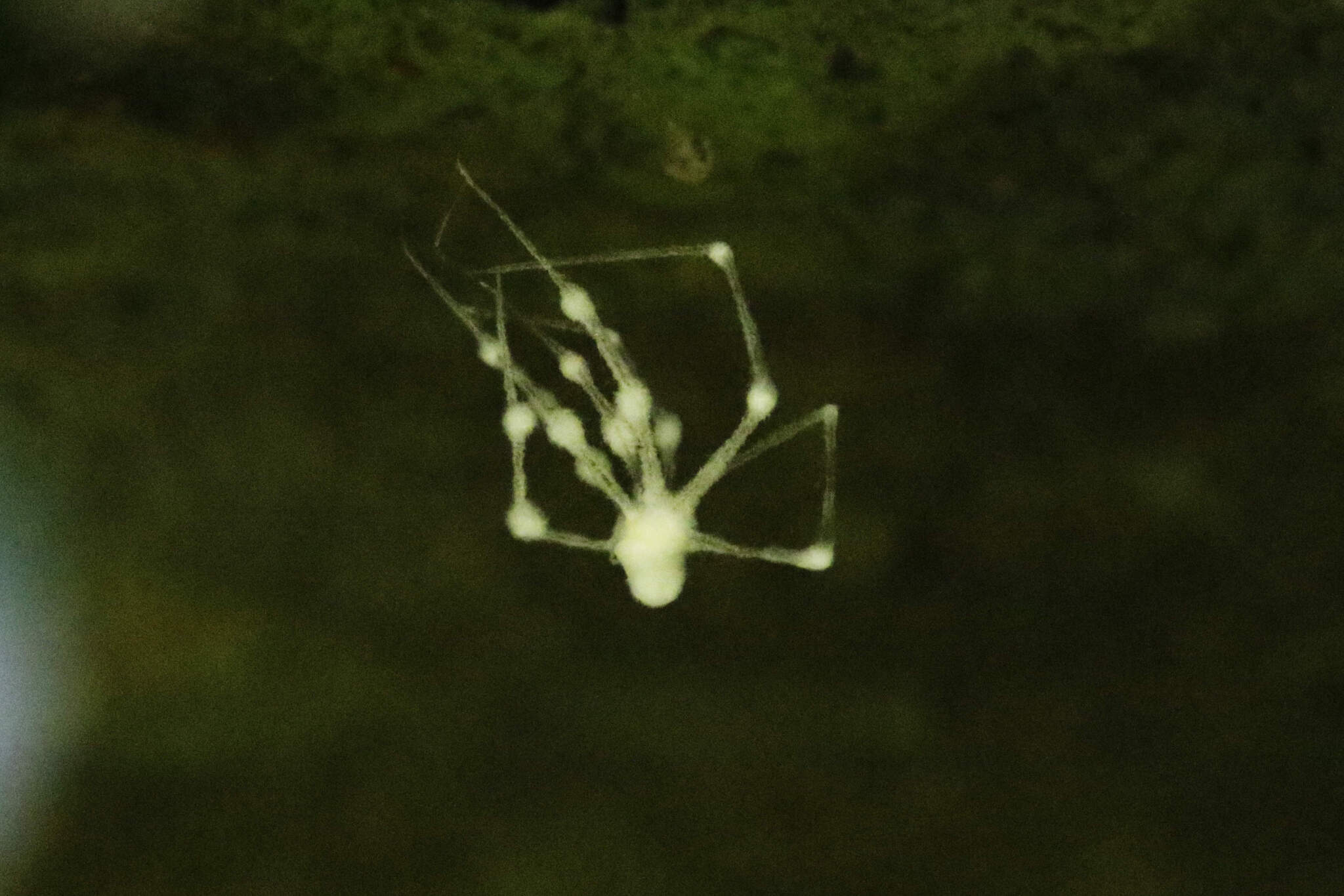 Lecanicillium tenuipes