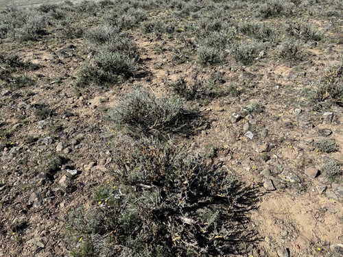 Image of Scabland Sagebrush (Artemisia rigida) by no rights reserved
