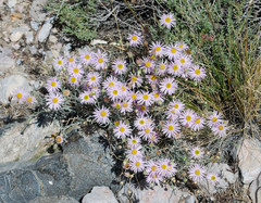 Erigeron parishii