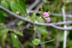 Commicarpus tuberosus