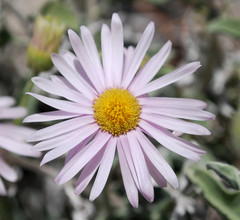 Erigeron parishii