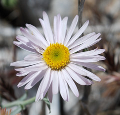 Erigeron parishii