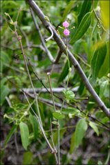 Commicarpus tuberosus