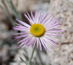 Erigeron parishii