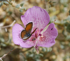 Calochortus striatus