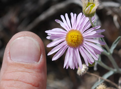 Erigeron parishii