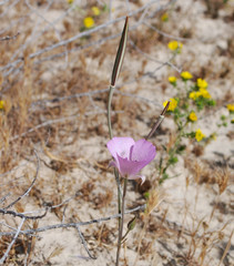 Calochortus striatus