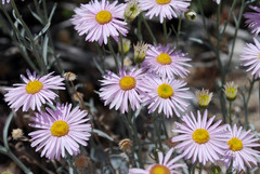 Erigeron parishii