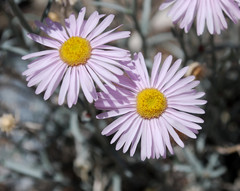 Erigeron parishii