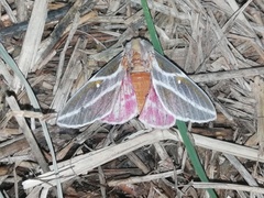 Syssphinx raspa