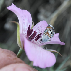 Calochortus striatus