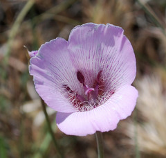 Calochortus striatus