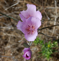 Calochortus striatus