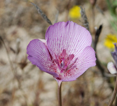 Calochortus striatus