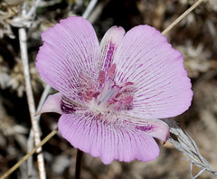Calochortus striatus
