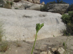 Cordylanthus rigidus setigerus