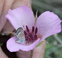 Calochortus striatus