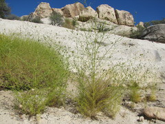 Cordylanthus rigidus setigerus