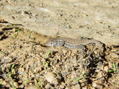 Liolaemus zapallarensis