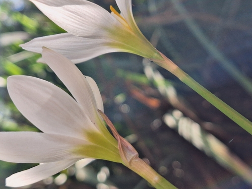 Image of Zephyranthes candida by (c) Rocío Esmeralda Pose, some rights reserved (CC BY)