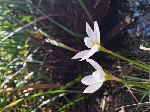 Image of Zephyranthes candida by (c) Rocío Esmeralda Pose, some rights reserved (CC BY)