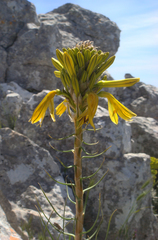 Asphodeline lutea