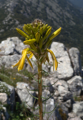 Asphodeline lutea