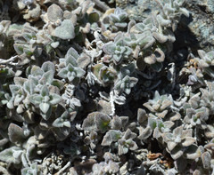 Monardella australis cinerea