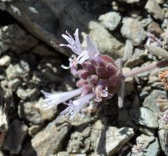 Monardella australis cinerea