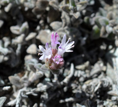 Monardella australis cinerea