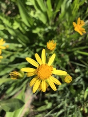 Senecio crassulus