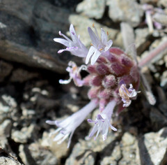 Monardella australis cinerea