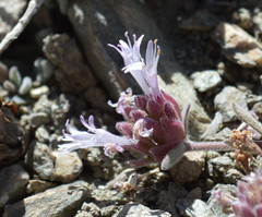 Monardella australis cinerea